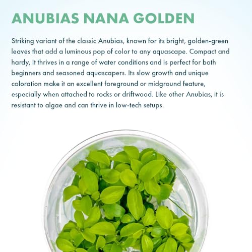 SubstrateSource Live Plant - Anubias Nana Golden - Foreground to Midground Rhizome with Light Green Leaves, Snail-Free in Vitro Aquarium Plant - Tissue Culture - color: Anubias Nana Golden
