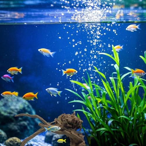 Driftwood for Aquarium Decor, Fish Tank Decor, 2 Pcs Reptile Branches, Drift Wood for Fishtank, Aquarium Hardscape, Betta Fish Decor, Reptiles Driftwood Branch (Driftwood 7.8-11.8 Inch (Pack of 2)) - size: Driftwood 7.8-11.8 Inch (Pack of 2)