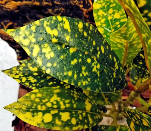 Reptile Plants Terrarium Artificial Leaves Reptile Tank Decorations for Bearded Dragon Lizard Snake Geckos Chameleon Amphibian Habitat Terrarium Decor - color: Golden