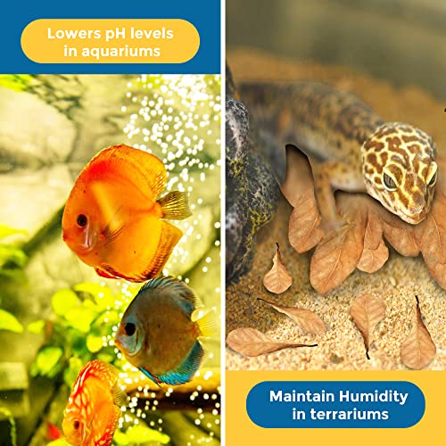 SunGrow 100 Pcs Mini Catappa Indian Almond Leaves for Betta Fish Aquarium, Shrimp, Frogs, Improves Habitat, Gives Tea Color, Helps in Lowering Aquarium Water pH, Improves Immunity