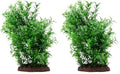 Fluval Aqualife Small Helzine Plant, Plastic Aquarium Plant Decoration (Pack of 2) - size: 8 in (Pack of 2)