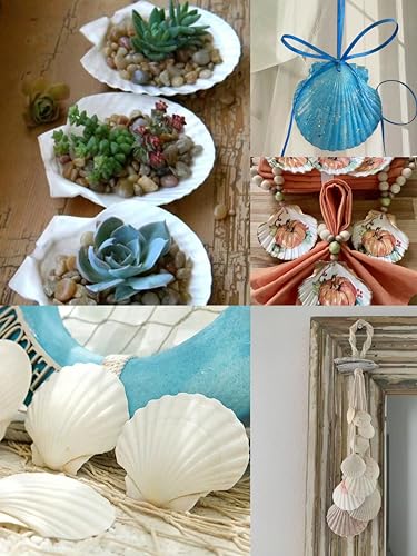 10PCS Natural Seashells for Crafts 4.5"-5" White DIY Scallop Shells for Home Decor-Sea Shells Crafts for Painting, Beach Party Decor- Fish Tank Handmade Ocean Crafts for Beach Wedding Decor - color: 10pcs