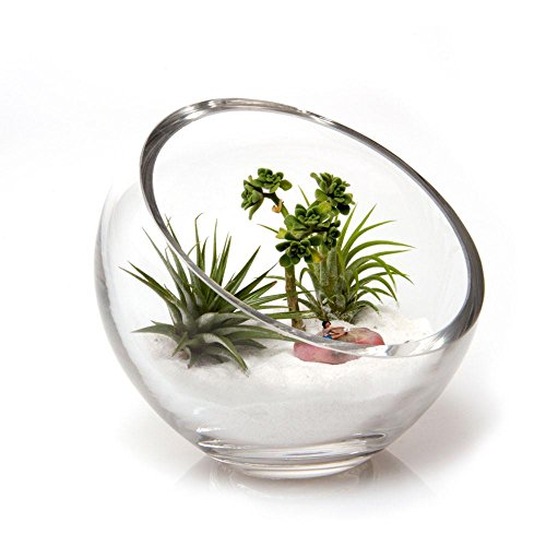 CHIVE - Round, Handmade Clear Glass Bowl for Succulents, Cacti, Air Plants, Moss, Tillandsia, Bromeliads, Terrarium (Large)