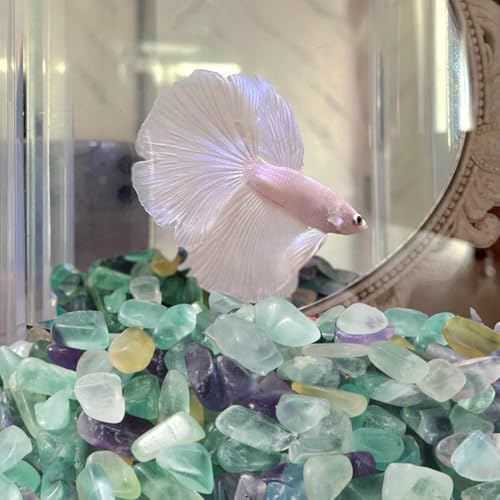 gemshan 2lb Fluorite Crystal Aquarium Gravel Natural Crushed Crystal Chip Bulk 7mm-9mm Irregular Gem Rocks for Home Decoration Fish Tank Colorful Gravel Filler Bottom Ornament - color: Fluorite