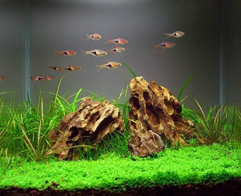 Natural Dragon Rock Carefully Selected Mixed Sizes, Decorative Aquarium Rocks, Aquarium Stones for Fish Tank (4.4lb) - size: 4.4lb
