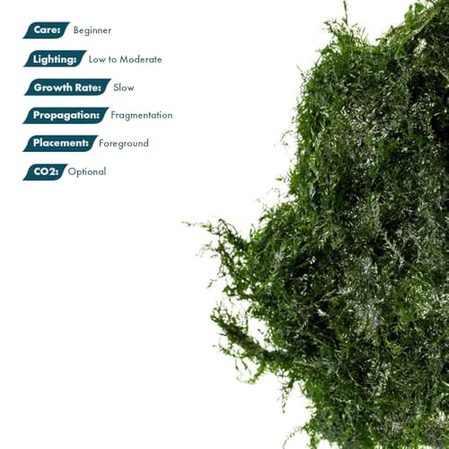 SubstrateSource Live Aquarium Plants on Driftwood, Lava Rock, Moss, Fiber Mat - Freshwater Fish Tanks - Easy, Beginner Friendly (Fissidens Fontanus, (One Golfball)) - color: Fissidens Fontanus - Golf Ball, size: 1 Pack