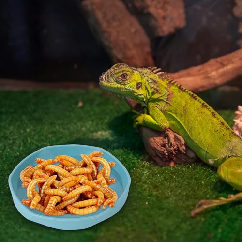 COMSUN 4 Pack Small Reptile Food Dish Bowl, Plastic Worm Water Dish Plate for Lizard Gecko Bearded Dragon Chameleon 4" W x 4" D x 0.5" H, Blue and Yellow - color: Blue and Yellow