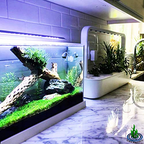 Dwarf Baby Tears Hemianthus Callitrichoides Java Moss Live Aquarium Plants Freshwater Fish Tank Vitro TC Cup
