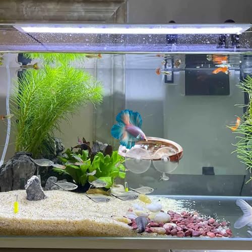 4-Pack Natural Shell Betta Fish Hammocks with Suction Cups – Betta Tank Accessories, Resting Ledges & Aquarium Shell Décor for Small Fish