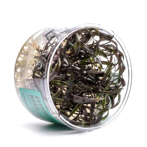 Ultum Nature Systems Cryptocoryne Nurii Tissue Culture Live Plant for Aquarium, Aquascape, Freshwater Fish Tanks - 100% Snail Free in Vitro - color: Cryptocoryne Nurii