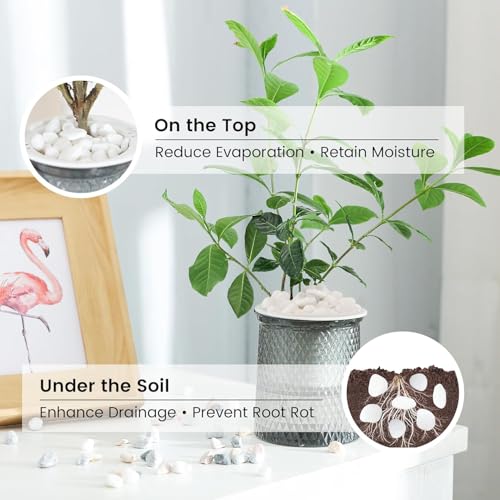 SIDONG 20 LB White River Rocks, 0.4-1.2 Inches Matte Pebbles for Indoor Plants, Aquarium Rocks Used in Fish Tank, Decorative Stones for Plants, Vases, Home Décor, Crafting, Garden Landscaping - color: White, size: 20 lbs,0.4-1.2inch