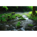 Stream Aquarium Background Aquatic Water Plants Rock Fish Tank Background Lush Green Forest Trees Terrarium Background Misty Foggy Stream Flowing Water Natural Landscape Aquarium Backdrops 24x12in - color: Foggy Green, size: 24(W)x12(H)in