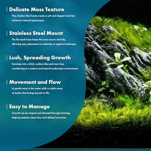 SubstrateSource Live Aquarium Plants on Driftwood, Lava Rock, Moss, Fiber Mat - Freshwater Fish Tanks - Easy, Beginner Friendly (Fissidens Fontanus on Stainless Steel, (1 Pack)) - color: Fissidens Fontanus - Stainless Steel, size: 1 Pack