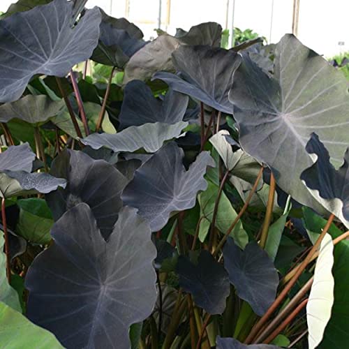 ‘Black Magic’ Taro, a Great Live Pond Plant for Your Water Garden. Filters The koi and Goldfish Pond. Good for Bogs, Plant Shelf or Shallow Water This marginal Aquatic is a Real Beauty - color: Black Magic Taro