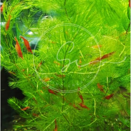Swimming Creatures™ Live Aquarium Plants (1 Large Bunch Hornwort) - color: 1 Large Bunch Hornwort