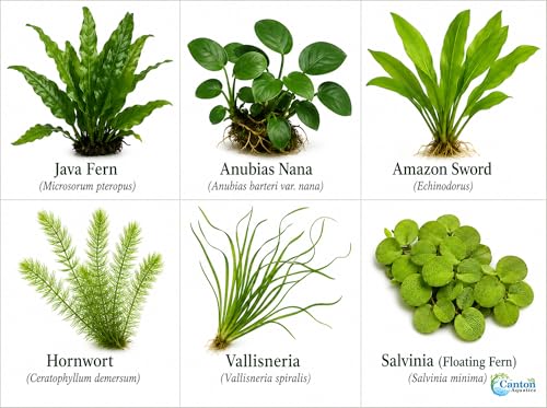 Assorted Mixed Plant Bundle - Live Aquarium Plant - Freshwater - Low | Medium | High Light