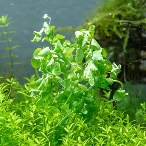 SubstrateSource Live Aquarium Stem Plants - Freshwater Aquatic Plant for Fish Tanks, Aquascaping - (Bacopa Australis, 4 Bunches) - color: Bacopa Australis, size: Lead Bunch - 4 Pack