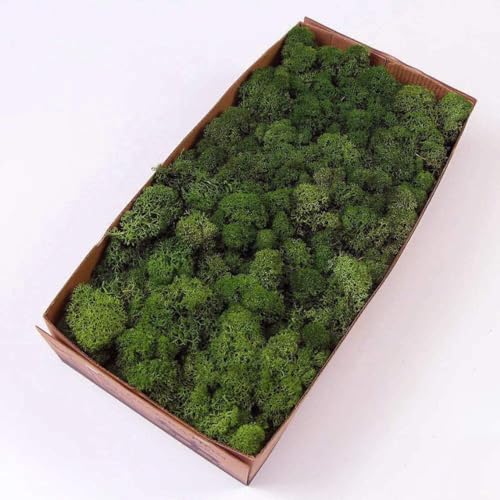 Preserved Reindeer Moss Natural Green DIY Kit Gardenning Art Wall Decor Florist Decor Easter Table Decor Wedding - color: Green-06, size: 0.85 lb