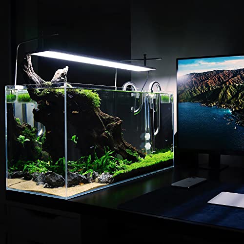 SubstrateSource Live Aquarium Stem Plants - Freshwater Aquatic Plant for Fish Tanks, Aquascaping - (Bacopa Australis, 1 Bunch) - color: Bacopa Australis, size: Lead Bunch - 1 Pack