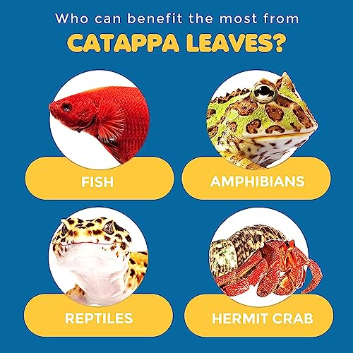 SunGrow 50 Pcs Mini Catappa Indian Almond Leaves for Betta Fish Aquarium, Shrimp, Frogs, Improves Habitat, Gives Tea Color, Helps in Lowering Aquarium Water pH, Improves Immunity