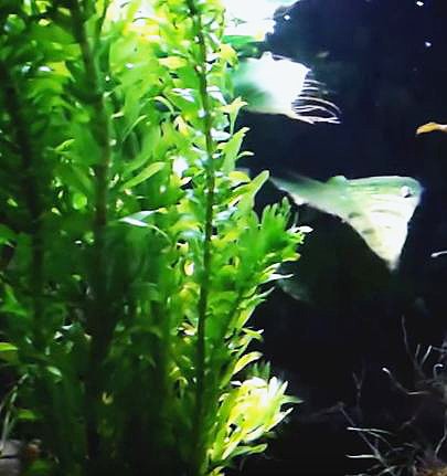 3 Bundles Anacharis Egeria Densa Elodea Live Aquarium Plants Freshwater Pond Aquatic Water Plant Decorations by Greenpro