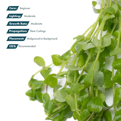 SubstrateSource Live Aquarium Stem Plants - Freshwater Aquatic Plant for Fish Tanks, Aquascaping - (Bacopa Australis, 1 Bunch) - color: Bacopa Australis, size: Lead Bunch - 1 Pack