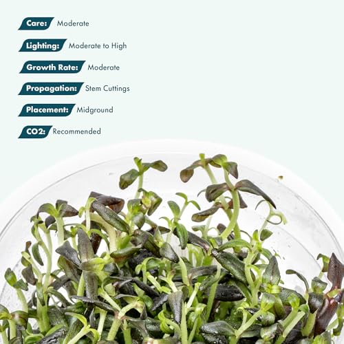 SubstrateSource Live Plant - Purple Bacopa (Bacopa Salzmannii) - Midground Stem with Violet Tones, Snail-Free in Vitro Aquarium Plant - Tissue Culture - color: Bacopa Salzmannii
