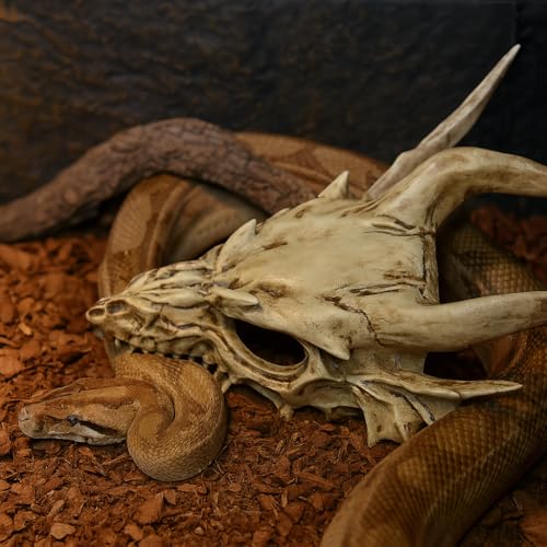 GuoShuang Dragon Skull Decor for Terrarium, Gothic Reptile Hideout Tank Accessories, Realistic Bone Resin Skull Ornament for Lizard Gecko Bearded Dragon Cage Aquarium