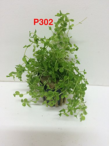 Micranthemum Monte Carlo New Large Pearl Grass Live Aquatic Plant Potted for Aquarium Freshwater Fish Tank by Exotic PlantBuy 2 Get 1 Free