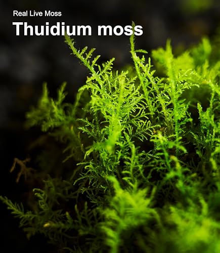 Live Moss Variety Pack for Reptiles– 3-Pack Mixed Real Terrarium Mosses (Each 3.5" x 7") – Live Sheet/Sphagnum Moss for Snake Gecko Turtle Frog Habitats, DIY Plant Décor – Fresh Reptiles Substrate