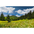 Mountain Valley Aquarium Background Cloudy Blue Sky Fish Tank Background Lush Green Pine Trees Natural Landscape Reptile Tank Backgrounds Spring Flowers Meadow Reptile Enclosure Backgrounds 24x12in - color: Green, size: 24(W)x12(H)inches/ 60(W)*30cm(H)