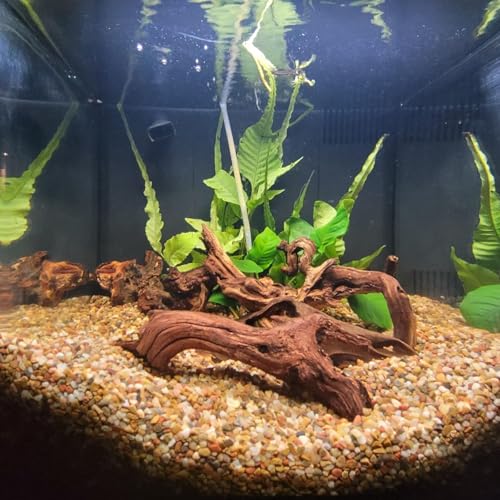 3 Pcs Natural Driftwood for Aquarium, Aquarium Driftwood Freshwater 8-10 Inch, Assorted Size Mopani Wood, Twisted Branches for Fishtank Accessories, Reptile Terrariums Decorations - color: 3 Pack Mopani Driftwood 8-10in
