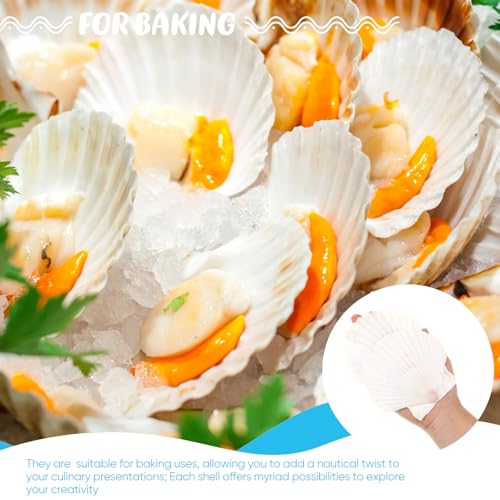 GlikCeil 50 Pcs Sea Shell for Crafting Natural Large Scallop White Oyster Shells Bulk for Decorating DIY Home Decor Beach Wedding Ocean Themed Party(3.9''-4.3'') - size: 3.9''-4.3''
