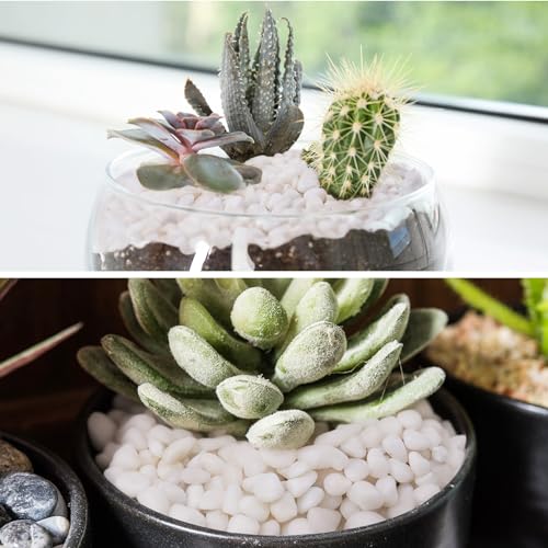 Pulovin 5 lbs White Pebbles for Vases, 3/8" Small Plant Rocks for Pots Indoor, Decorative Pea Gravel for Succulents, Bamboo, Terrarium, Landscape, Garden - color: White