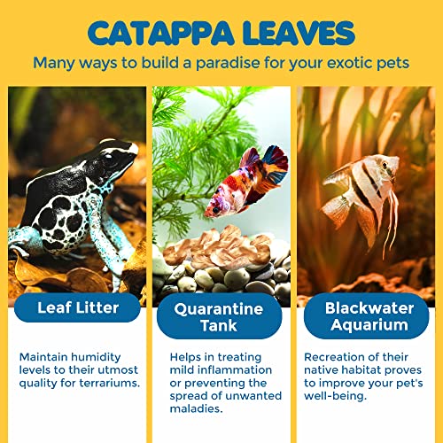 SunGrow 100 Pcs Mini Catappa Indian Almond Leaves for Betta Fish Aquarium, Shrimp, Frogs, Improves Habitat, Gives Tea Color, Helps in Lowering Aquarium Water pH, Improves Immunity