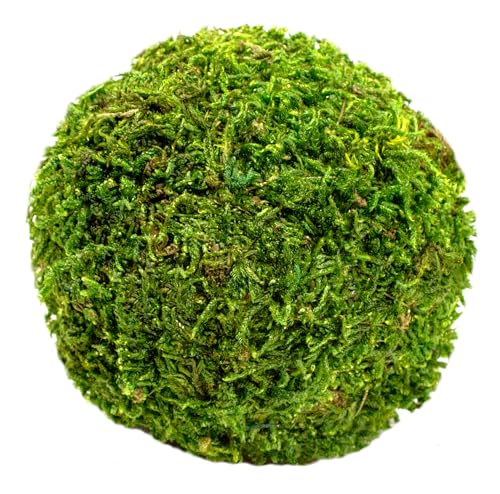 SuperMoss (25441) Moss Balls – Preserved Decorative Moss Balls for Home Décor, Vase Fillers, Centerpieces, Terrarium & Wedding Décor, Natural Green Moss Décor Balls, 2.5", Fresh Green - color: Fresh Green, size: 2.5"