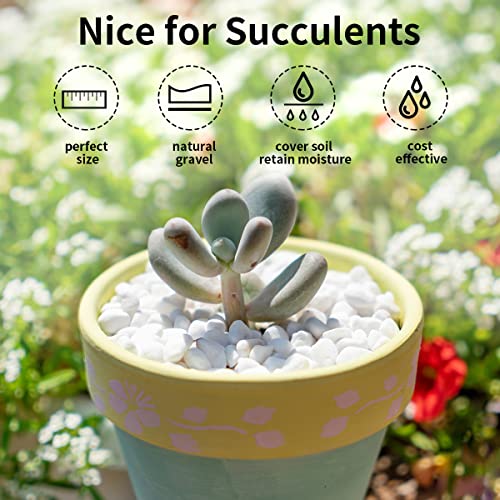 FANTIAN 2 lbs White River Rocks for Plants, 3/8 Inch Gravel Pebbles for Plants. Decorative White Stones for Succulents, Cactus, Vase and Outdoor Garden Landscaping - color: White Gravel