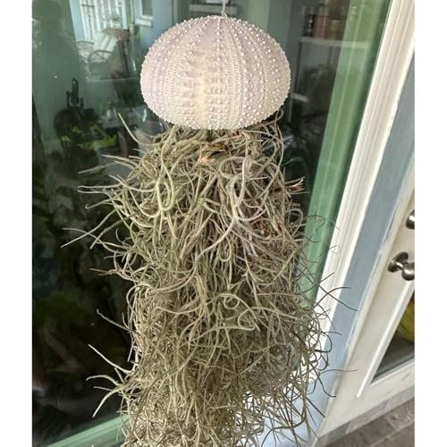 Jellyfish Spanish Moss Air Plant - Live Plant - Hanging Sea Urchin (Set of 3 Small Urchins) - size: Set of 3 Small Urchins