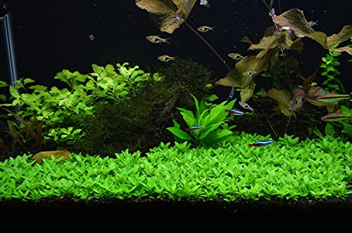 Tissue Culture Live Aquarium Plants | in Vitro Freshwater Aquatic Plants for Small Aquariums and Foreground (Staurogyne Repens) - style: Staurogyne Repens
