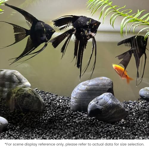 SIDONG 5 LB Black River Rocks, 0.3-0.5 Inches High Polished Pebbles for Indoor Plants, Aquarium Rocks Used in Fish Tank, Decorative Stones for Plants, Vases, Home Décor, Crafting, Garden Landscaping - color: Black, size: 5 Pounds