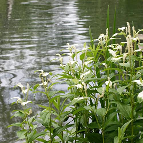 Chalily Chinese Lizard's Tail, a Great Live Pond Plant for Your Water Garden. Filters The koi and Goldfish Pond. Good for Bogs, Plant Shelf or Shallow Water This marginal Aquatic is a Real Beauty - color: Chinese Lizard's Tail
