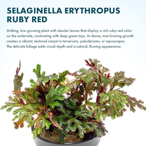 SubstrateSource Live Terrarium Plants - Spikey Moss for Terrariums, Paludariums - Easy, Beginner Friendly (Selaginella Erythropus Ruby Red Club Moss, (1 Pot)) - color: Selaginella Erythropus Red, size: Pot