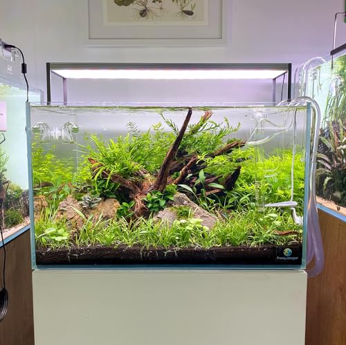 Azil spiderwood Natural Aquarium - size: Spiderwood 10'' - 14''