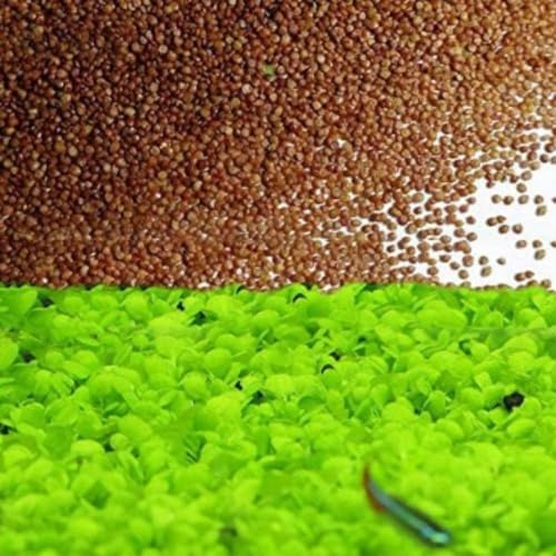 3 Pack Freshwater Aquarium Decor, Easy Growing Dwarf Carpet for Fish Tank/Terrarium, Natural Aquatic Plant Growth Material (Love Grass) - color: Love Grass