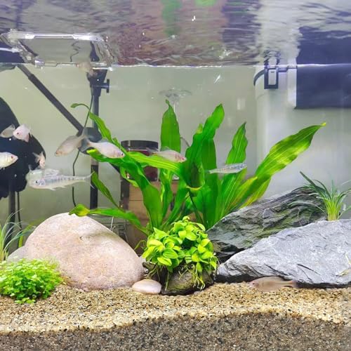 FANTIAN 20 lbs Aquarium Sand, 0.6-1.2 mm Aquarium Substrate for Freshwater Fish Tank. Decorative River Rocks Gravel for Fish Tank, Plants Potted, Fire Pits, Candle, Vase and Crafts - color: Mixed, size: 20 LB