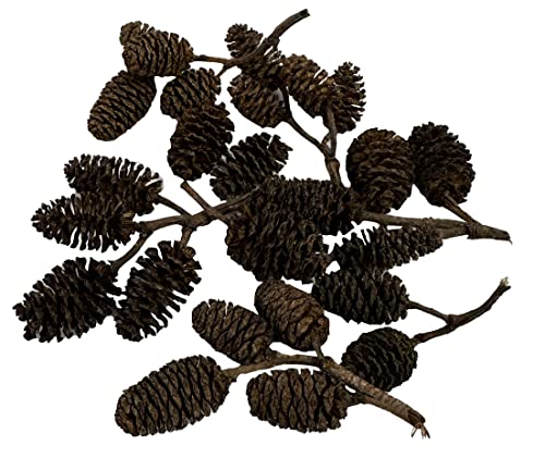 Alder & Casuarina Cones Betta Shrimp Tank Promotes Natural Habitat, Breeding, Tannin Producing Improves Immunity, Easy to Use, by Awesome Aquatic (25 Pack Alder) - size: 25 Pack Alder
