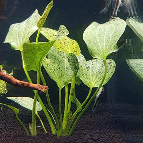 Echinodorus Ozelot Green Potted Live Aquarium Plant Tropical Freshwater Decorations BUY2GET1FREE