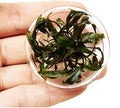 Cryptocoryne Nurii Nano Mini Tissue Culture Freshwater Live Aquarium Plants Decoration