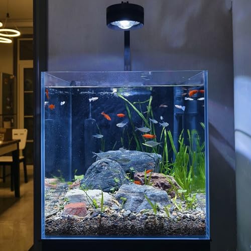 High-Clarity 3.5 Gallon Fish Tank 30 * 15 * 30CM - Low Iron Glass Aquarium with Space-Saving Thin & Narrow Designs | Includes Non-Slip Mat, Corner Guards + Decor | Ideal for Desktop/Bathroom - size: Small