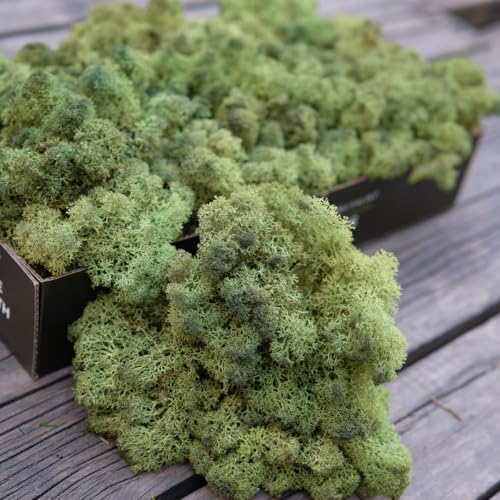 Preserved Reindeer Moss Natural Green DIY Kit Gardenning Art Wall Decor Florist Decor Easter Table Decor Wedding - color: Green-09, size: 0.85 lb